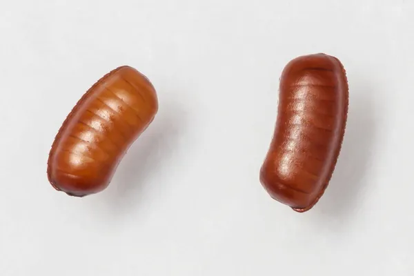 huevo de cucaracha