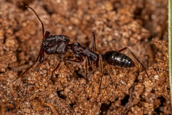 hormigas negras