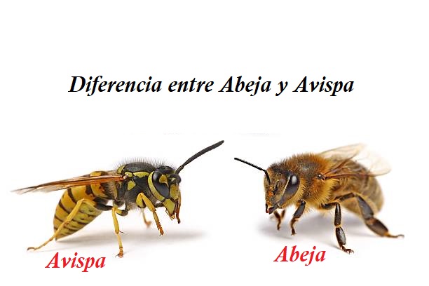 diferencia entre abejas y avispas
