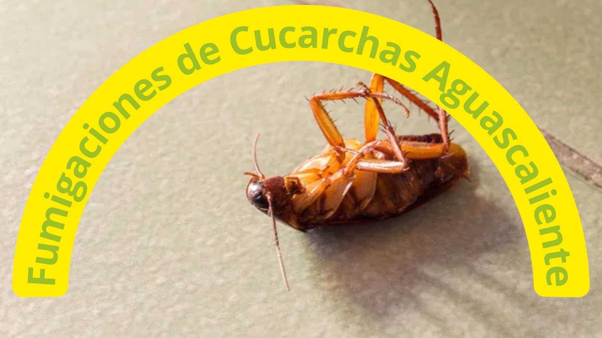 cucacrachas Aguascalientes