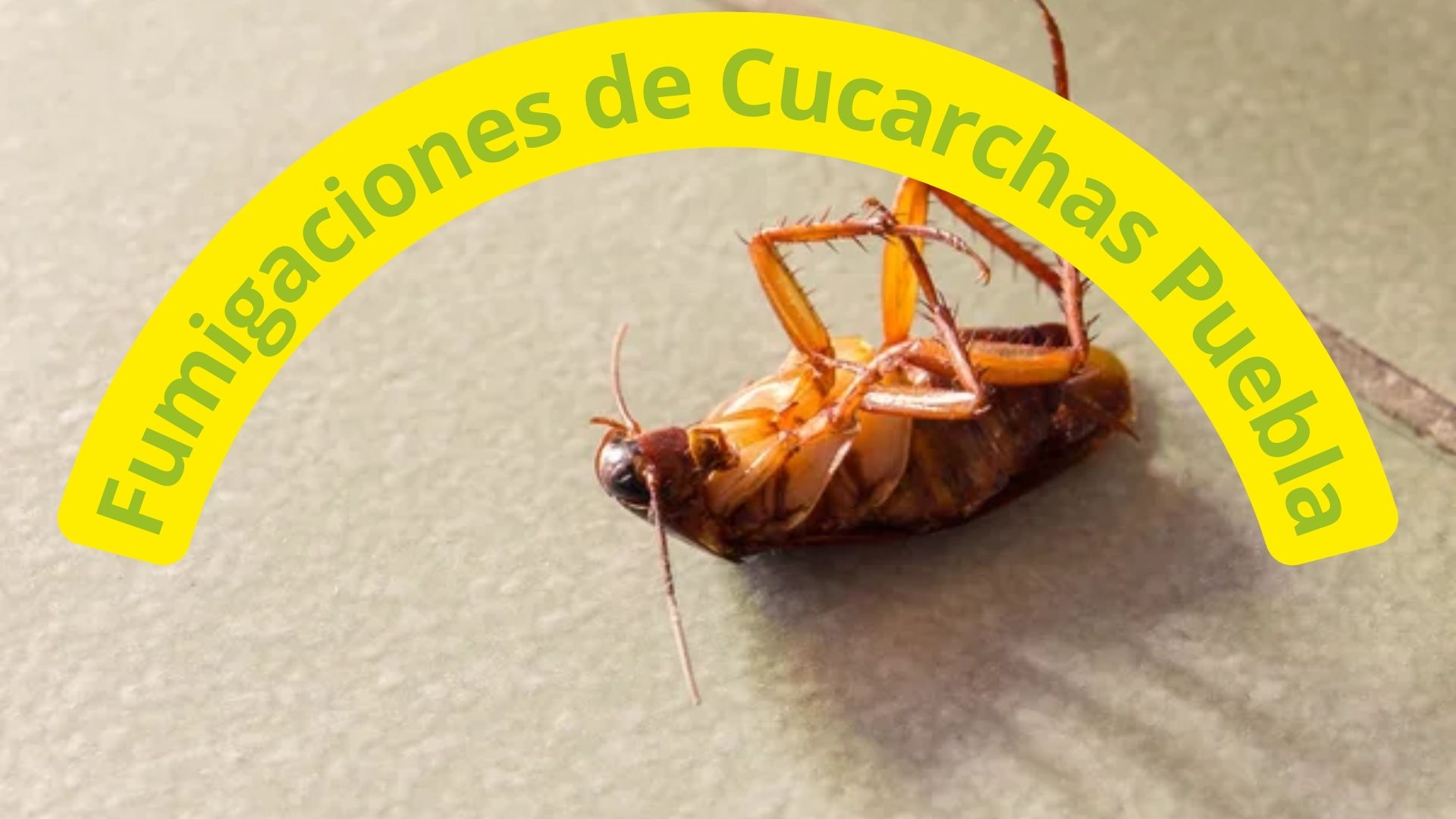 fumigadores de cucarachas cerca de mi