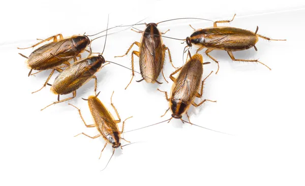 cucaracha alemana tamaño